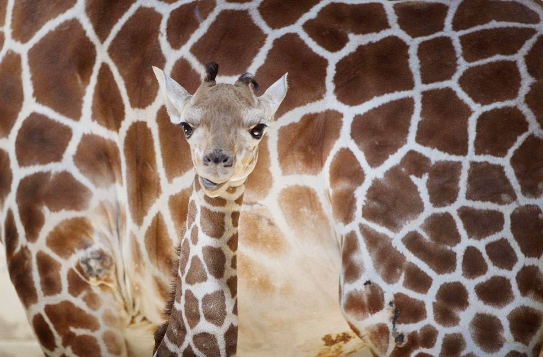 20180525_new_zooanimals001